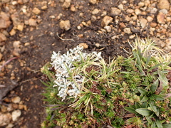 Lucilia kunthiana