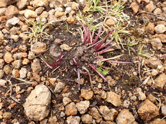Lysipomia multiflora