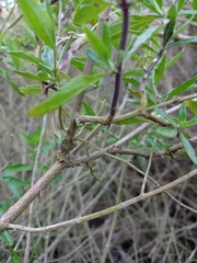 Teucrium bicolor