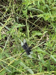 Erythrodiplax funerea