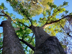 Phytolacca dioica