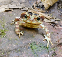 Rhinella icterica