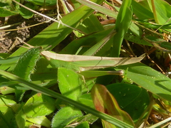 Allotruxalis gracilis