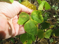 Strophostyles helvola