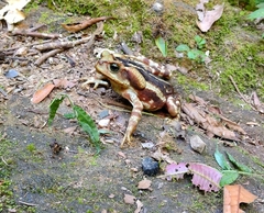Rhinella icterica
