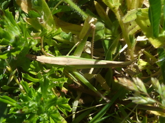 Allotruxalis gracilis