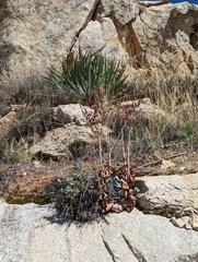 Dudleya arizonica