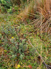 Valeriana microphylla