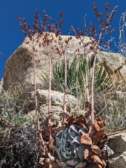Dudleya arizonica