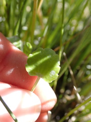 Halerpestes cymbalaria