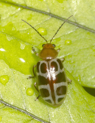 Exora olivacea
