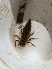 Cordulegaster dorsalis