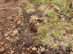 Lysipomia multiflora