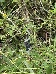 Erythrodiplax funerea