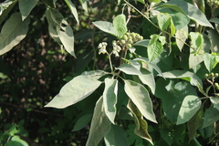 Solanum erianthum