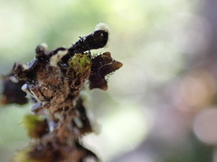 Hypotrachyna sinuosa