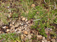 Lysipomia multiflora