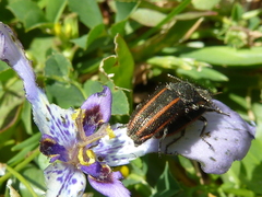 Astylus quadrilineatus