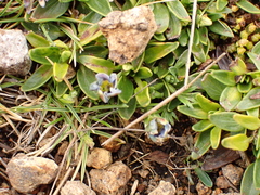 Gentiana sedifolia