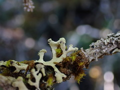 Hypotrachyna sinuosa