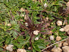 Lysipomia multiflora