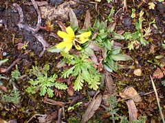 Hypochaeris sessiliflora