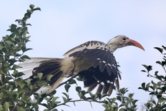 Tockus erythrorhynchus