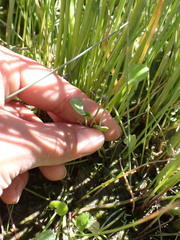 Halerpestes cymbalaria