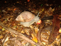 Megalobulimus sanctaepauli