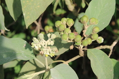 Solanum erianthum