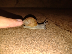 Megalobulimus sanctaepauli