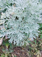 Artemisia absinthium