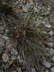Juncus coriaceus