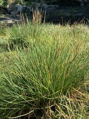 Triglochin maritima