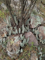 Myriopteris lindheimeri