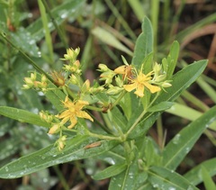 Hypericum adpressum