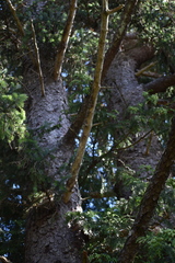Picea sitchensis