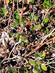 Eriogonum marifolium
