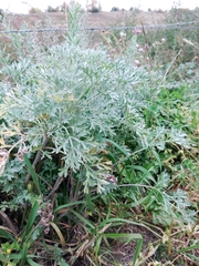 Artemisia absinthium