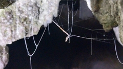 Keroplatidae