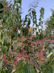 Heptacodium