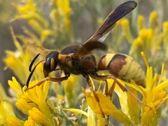 Megapterocheilus