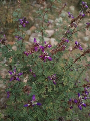 Dalea bicolor