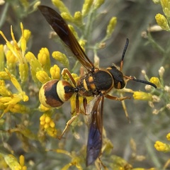 Megapterocheilus