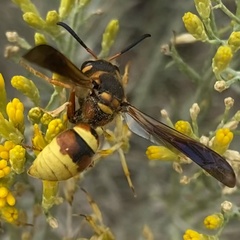 Megapterocheilus
