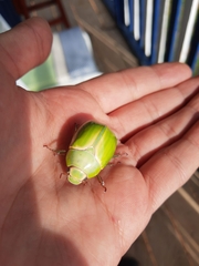 Pelidnota prasina