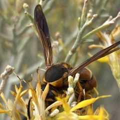 Megapterocheilus