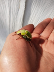 Pelidnota prasina