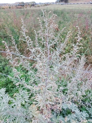 Artemisia absinthium
