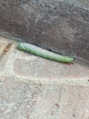 Smerinthinae